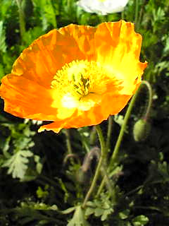 Image067.jpg