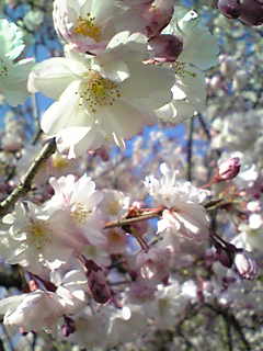 Image096~01.jpg