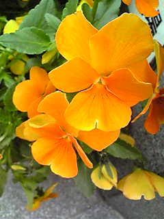 Image088~00.jpg