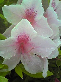Image073~01.jpg