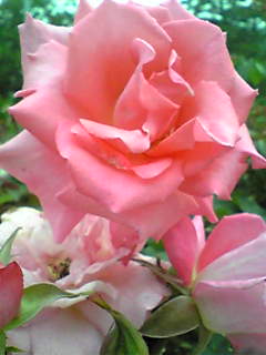 Image103.jpg