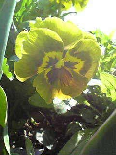 Image087~00.jpg