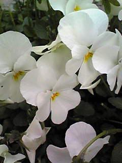 Image104.jpg