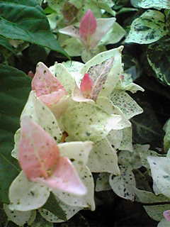 Image087~00.jpg