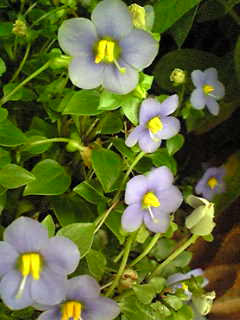 Image083.jpg