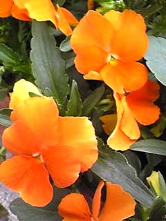 Image103.jpg