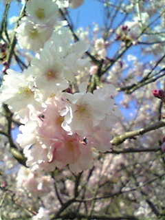 Image098~00.jpg