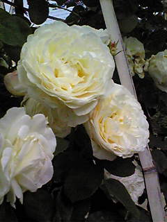Image095~00.jpg