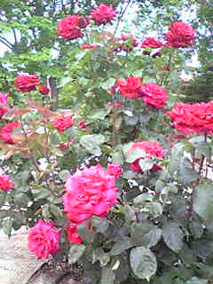 Image109~01.jpg