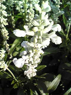Image029.jpg