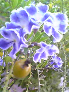 Image057~00.jpg