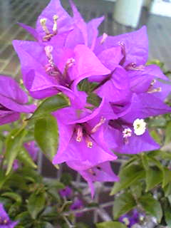 Image205.jpg