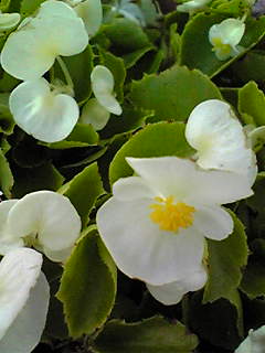 Image052.jpg