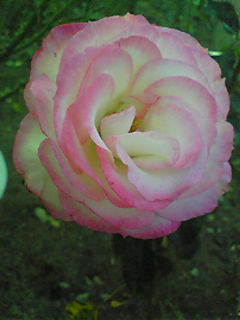Image051~01.jpg