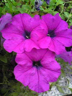 Image148.jpg