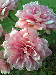 Image040.jpg