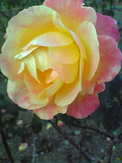 Image048~01.jpg