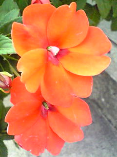 Image058~00.jpg
