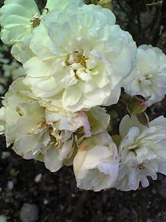 Image035~00.jpg