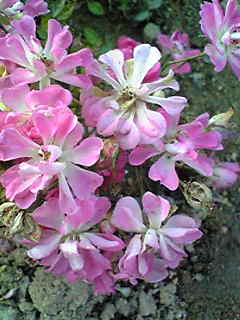 Image037.jpg