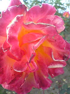 Image049.jpg