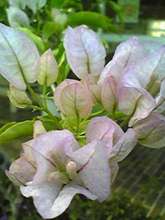 Image201.jpg