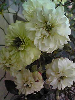 Image058~01.jpg