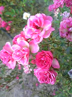 Image043.jpg