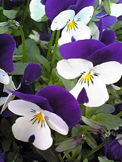 Image006.jpg