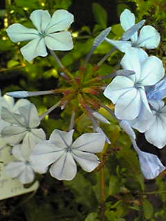 Image209.jpg
